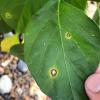 โรคใบจุดตากบ (frog-eye leafspot) 