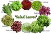 Salad Leaves 1